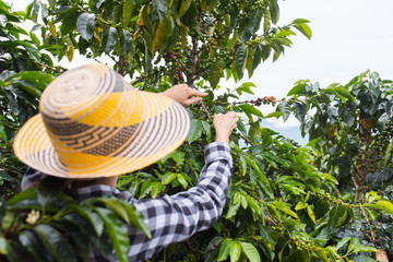 Fototapety  Pracownicy na pięknej plantacji kawy w Jerico w Kolumbii w stanie Antioquia.