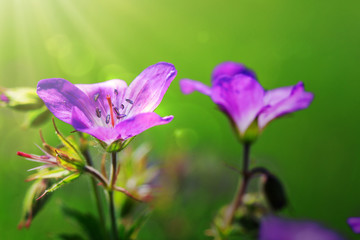 Geranium meadow in sunset light.