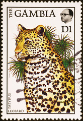 Leopard on postage stamp of Gambia