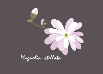 Magnolia stellata vector