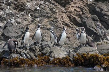 Group of Magellanic Penguins near Puñihuil