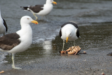 Gull eating a crab for dinner