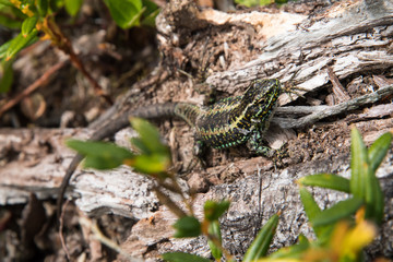 Lizard heating up in the sun