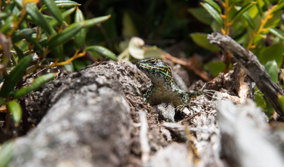 Lizard showing up in the sun