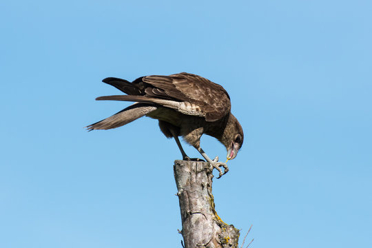 Tiuque chileno eating his little prey