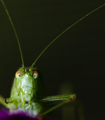 grasshopper