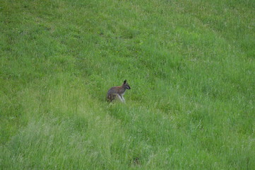 Obraz premium Wallaby in the grass