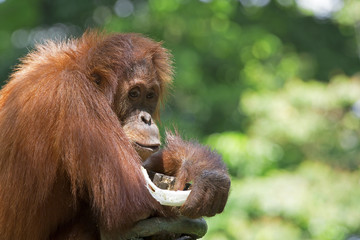Wild Borneo Orangutan