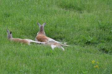 Kangaroo in the grass