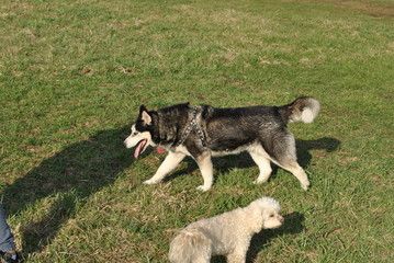 Siberian Husky walking in a park