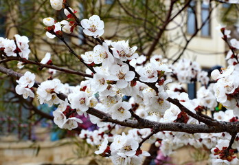Flowers of apricots