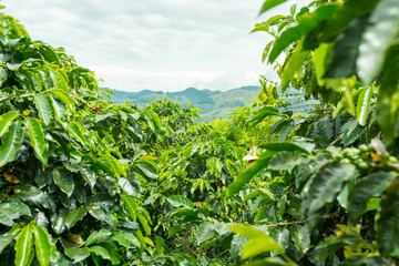 Closeup of a coffee plant on a coffee plantation in Jerico, Colombia in the state of Antioquia.