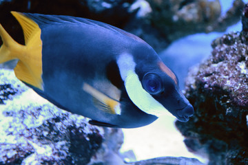 Fototapeta na wymiar The blue Zebrasoma of the family Acanthuridae. Popular aquarium fish. Zebrasoma can be bred and raised commercially but are mostly harvested wild