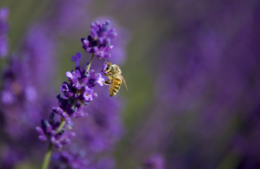 Bee in beautiful lavender flowers