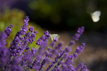 A beautiful white butterfly in lavender flowers