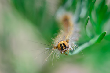 shea caterpillar in the grass. small depth of field