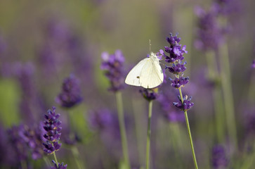 A beautiful white butterfly in lavender flowers