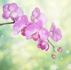 Fototapeta na wymiar Pink orchid on natural background