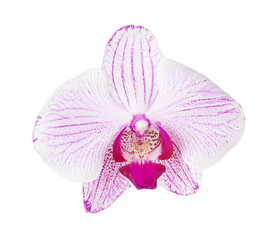 Pink striped orchid phalaenopsis flower