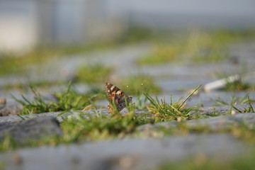 Schmetterling