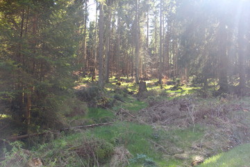  in the forest