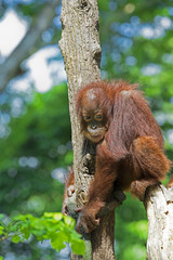 Wild Borneo Orangutan