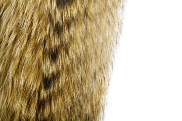 Fur texture. Raccoon dog fur.