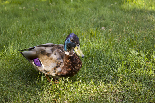 A duck walks along the green grass in a summer sunny day.