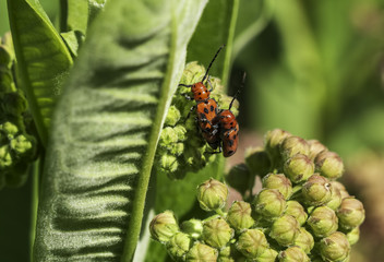 Milkweed Beetles