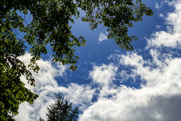 Poplar fluff flies against a bright blue sky, white clouds and tree crowns in the sunlight