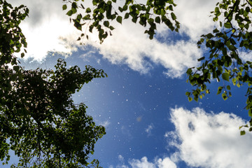 Fototapeta premium Poplar fluff flies against a bright blue sky, white clouds and tree crowns in the sunlight
