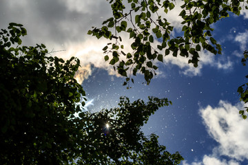 Poplar fluff flies against a bright blue sky, white clouds and tree crowns in the sunlight