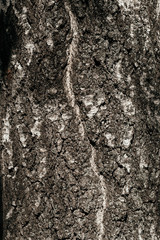 Background of an old lichen covered birch bark texture