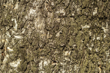 Background of an old lichen covered birch bark texture