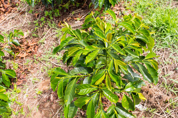 Closeup of coffee plant on Colombian coffee plantation