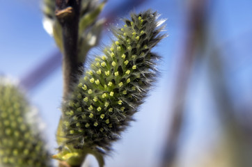 part of plants from nature