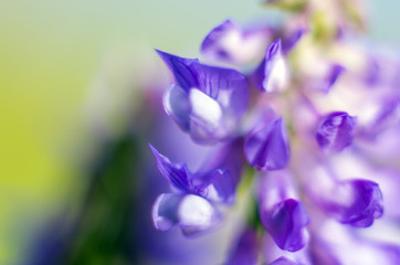 part of plants from nature