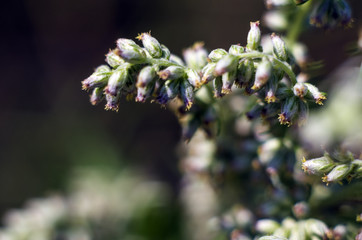 part of plants from nature