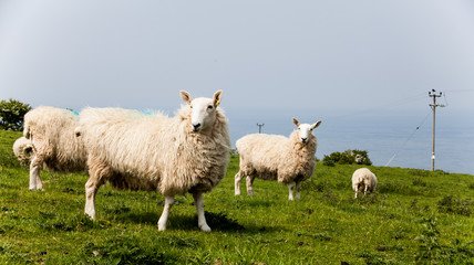 Obraz premium Flock of staring sheep. Rural countryside with sheeps eating on the meadow. Few sheeps standing on the sunny day with beautiful blue sky. Livestock feeding on the grass fields.