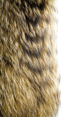 Fur texture. Raccoon dog fur.