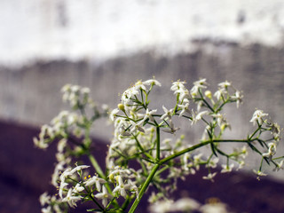 part of plants from nature