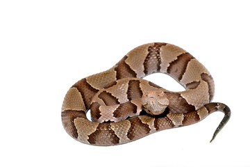 Eastern Copperhead (Agkistrodon contortrix) close-up on white background