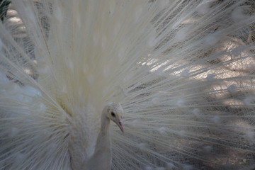 white peacock feather