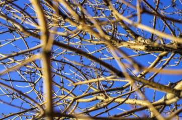 part of plants from nature