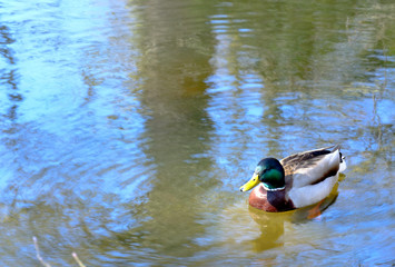The Spring Solitude of Duck 