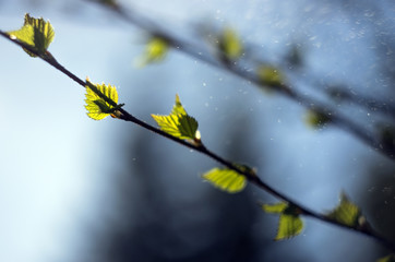 part of plants from nature