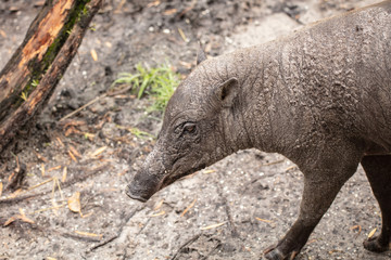 babirusa female does not have tusks like the male