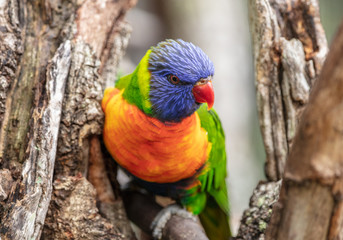 lorikeet has his eye on you