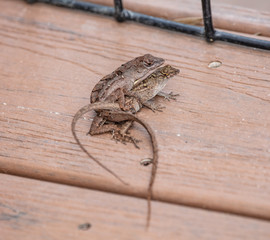 lizards are mating on your deck