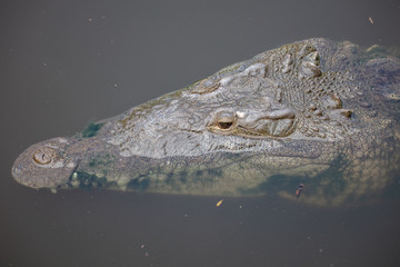 Obraz premium nile crocodile is eyeballing you